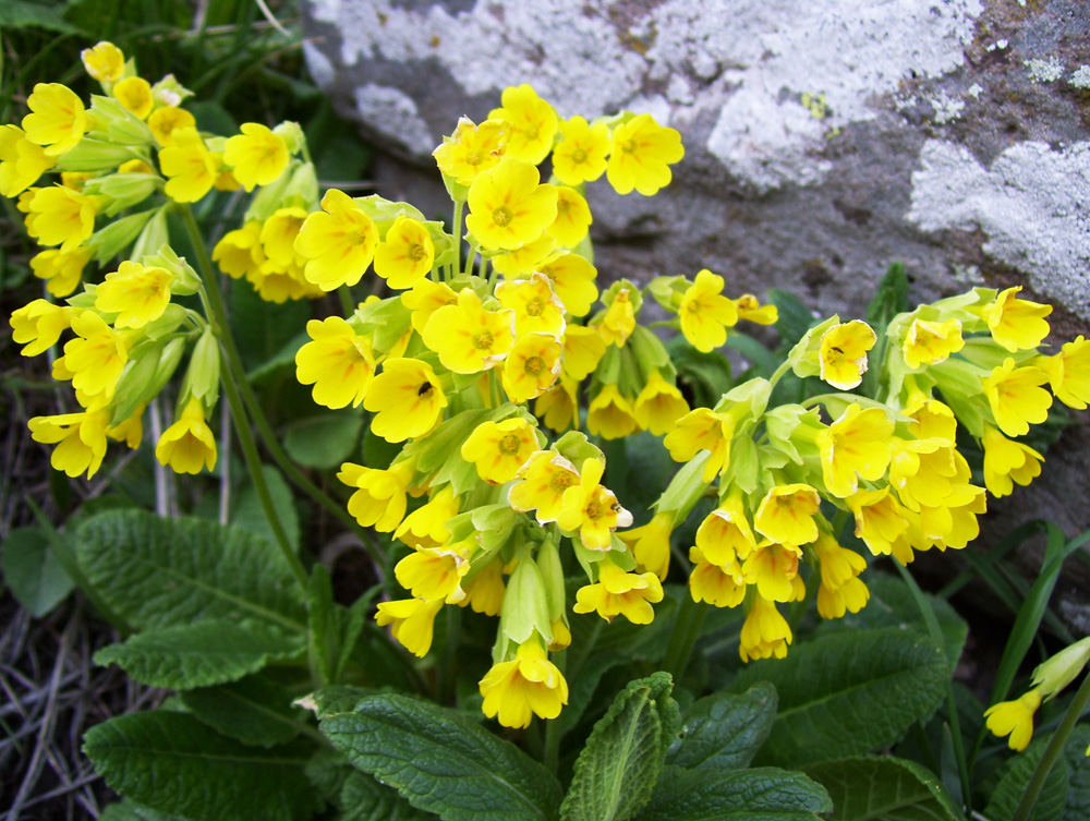 Image of Primula macrocalyx specimen.