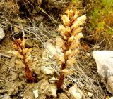 Orobanche cernua