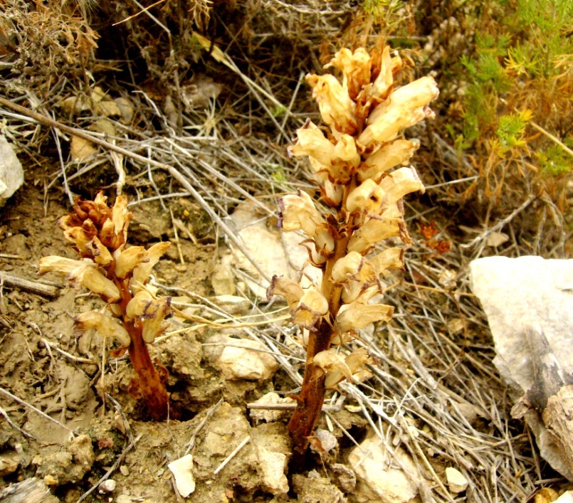 Image of Orobanche cernua specimen.