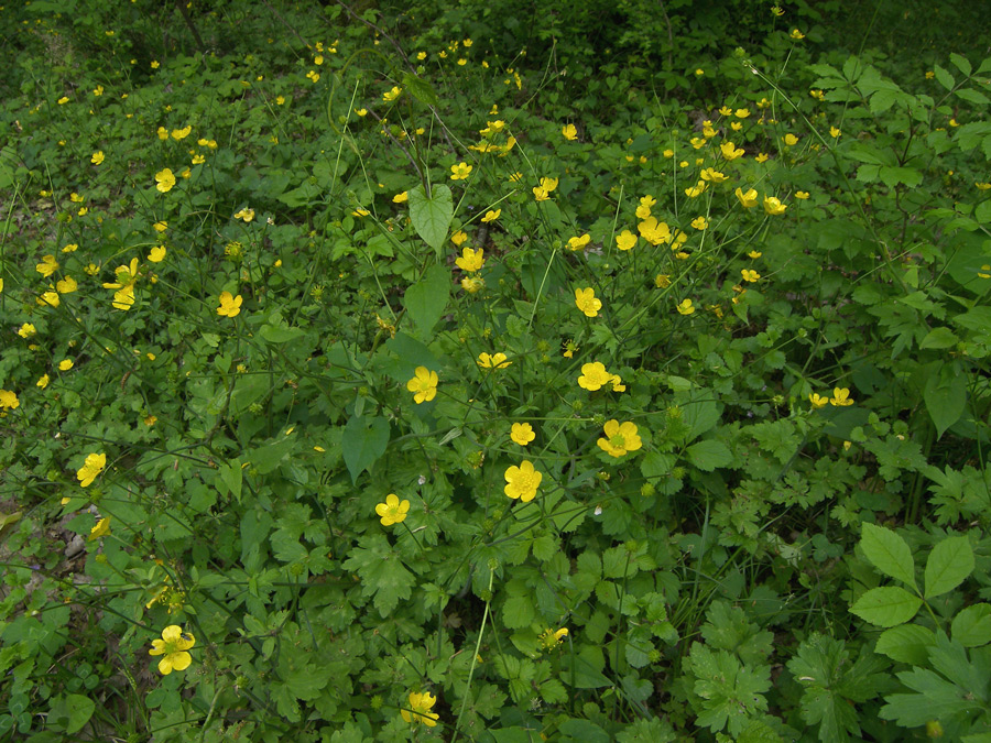 Изображение особи Ranunculus constantinopolitanus.