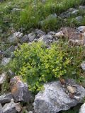 Alchemilla microdonta