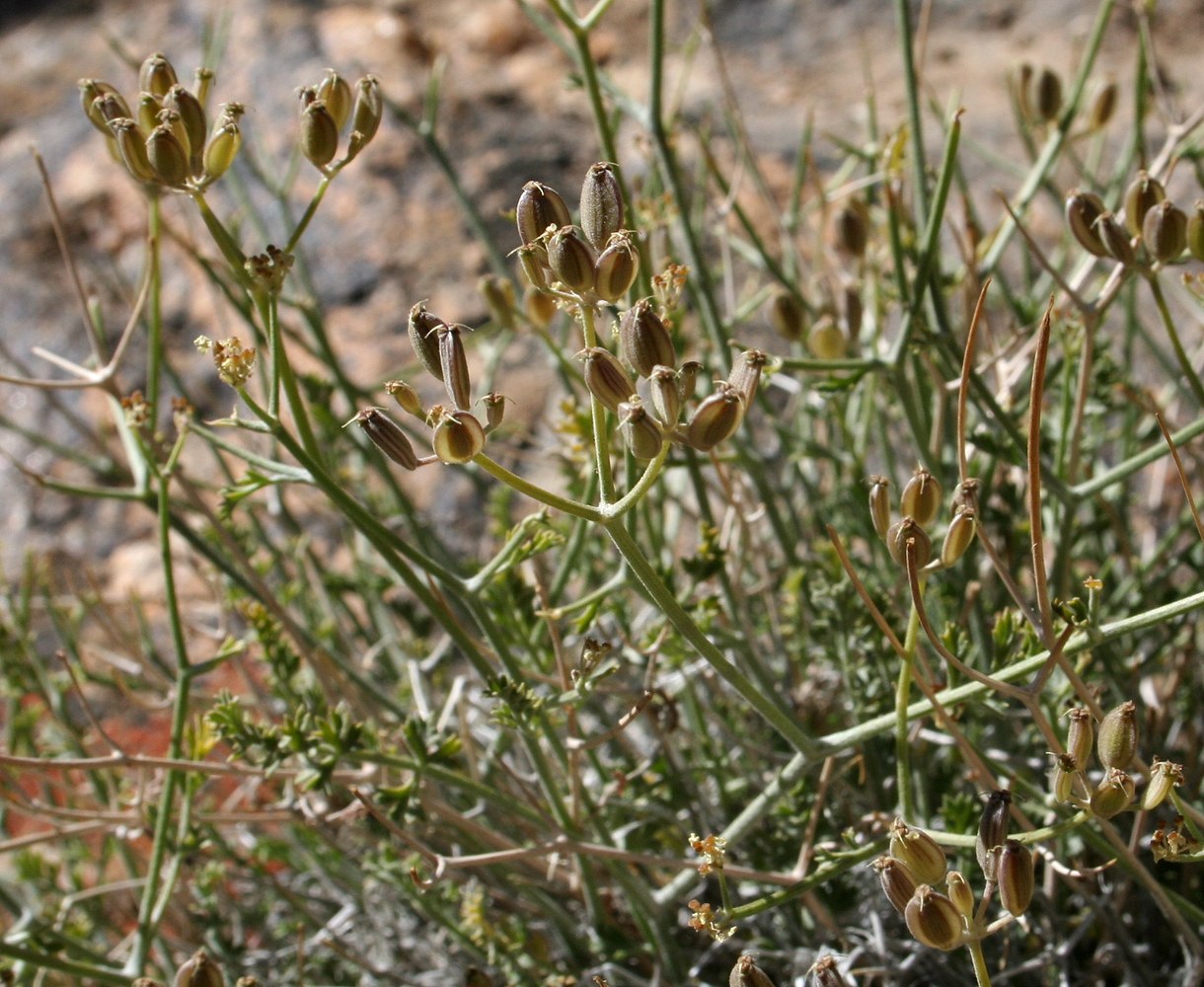 Image of Semenovia pamirica specimen.