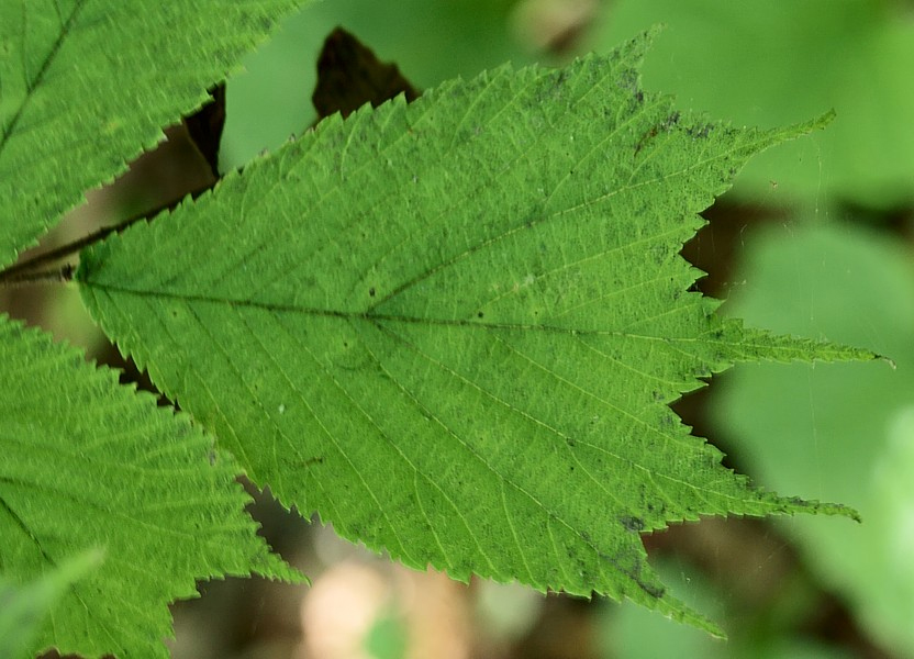 Изображение особи Ulmus laciniata.