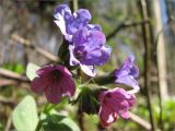Pulmonaria obscura. Цветки. Ленинградская обл., Кингисеппский р-н, окр. оз. Глубокое. 02.05.2009.