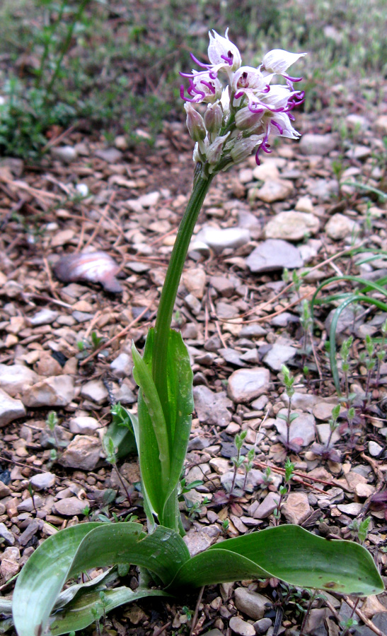 Изображение особи Orchis simia.