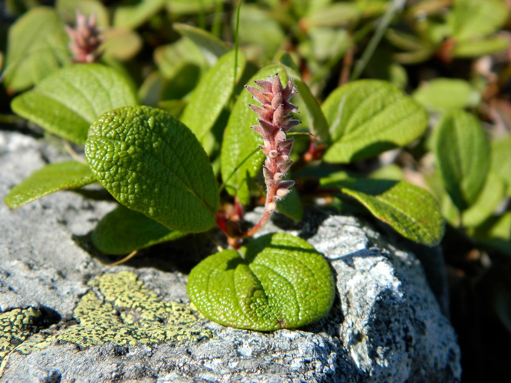 Изображение особи Salix reticulata.