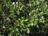 Quercus ilex. Плодоносящие ветви. Испания, Каталония, провинция Girona, Costa Brava, окрестности населённого пункта Sant Feliu de Guíxols. 26 октября 2008 г.