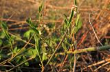 Polygonum equisetiforme