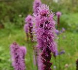 Liatris spicata