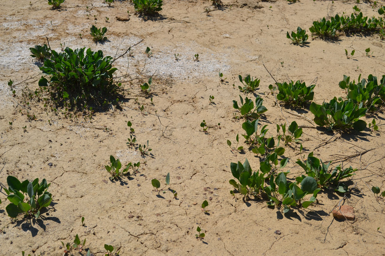 Изображение особи Lepidium cartilagineum.