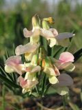 Lathyrus lacaitae. Соцветие с ползущим жуком. Крым, Ай-Петринская яйла. 8 мая 2012 г.