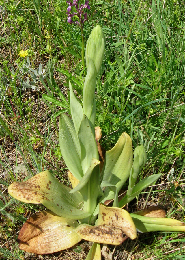 Изображение особи Himantoglossum caprinum.