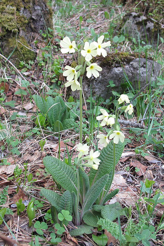 Изображение особи Primula ruprechtii.