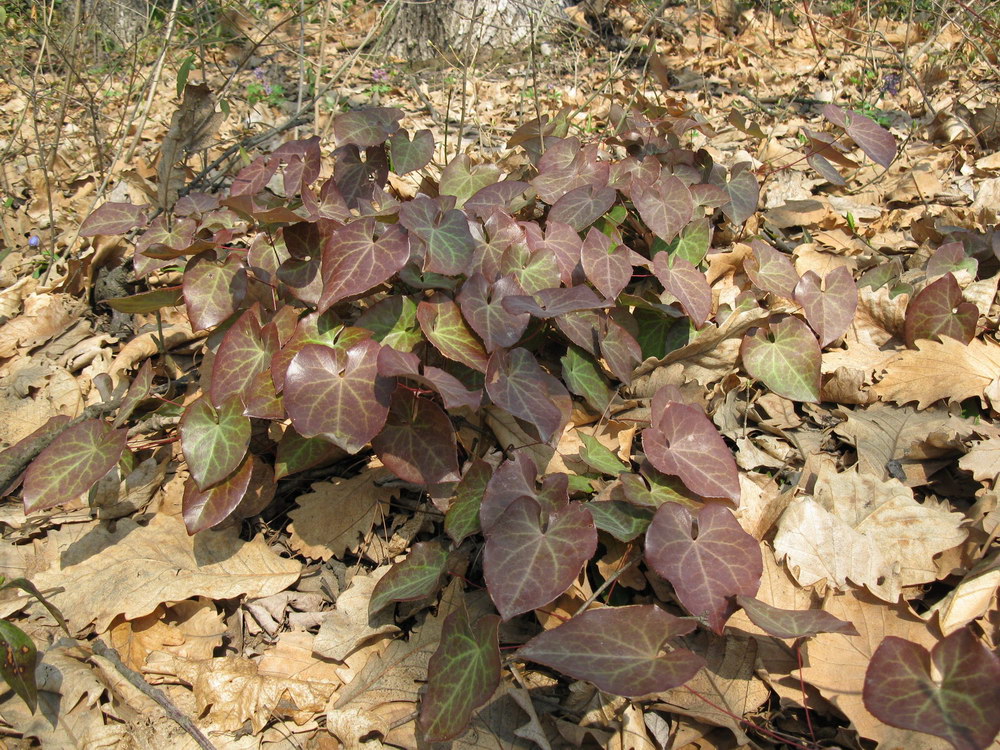 Image of Epimedium colchicum specimen.