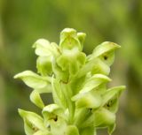 Anacamptis coriophora. Цветок в верхней части соцветия. Украина, Донецкая обл., Володарский р-н, з-к \"Каменные могилы\". 02.06.2012.