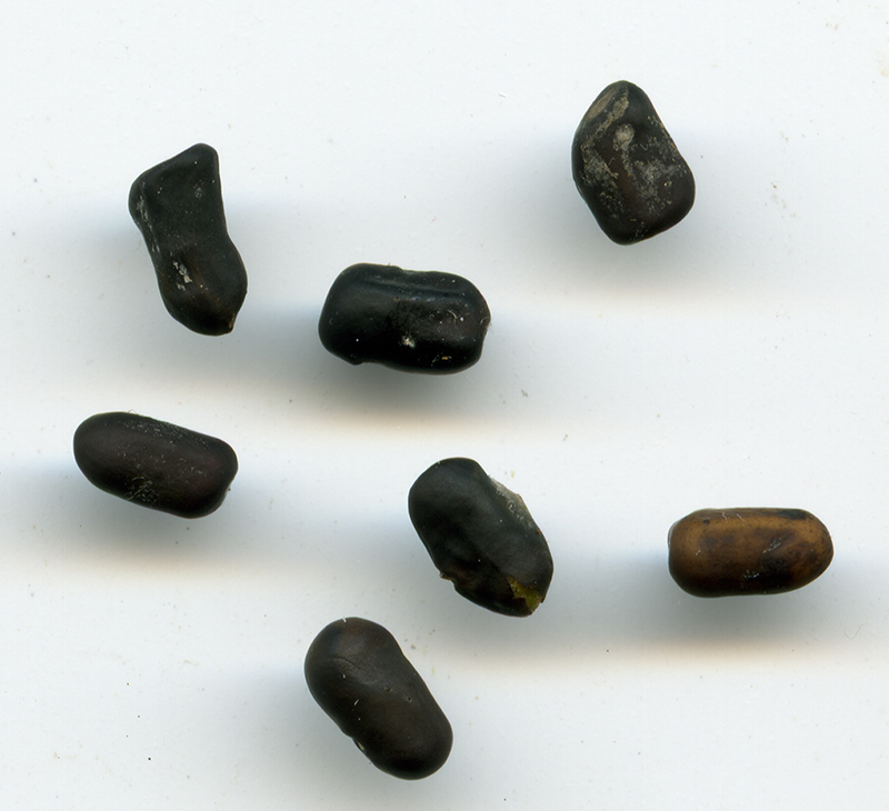 Image of Caragana arborescens specimen.