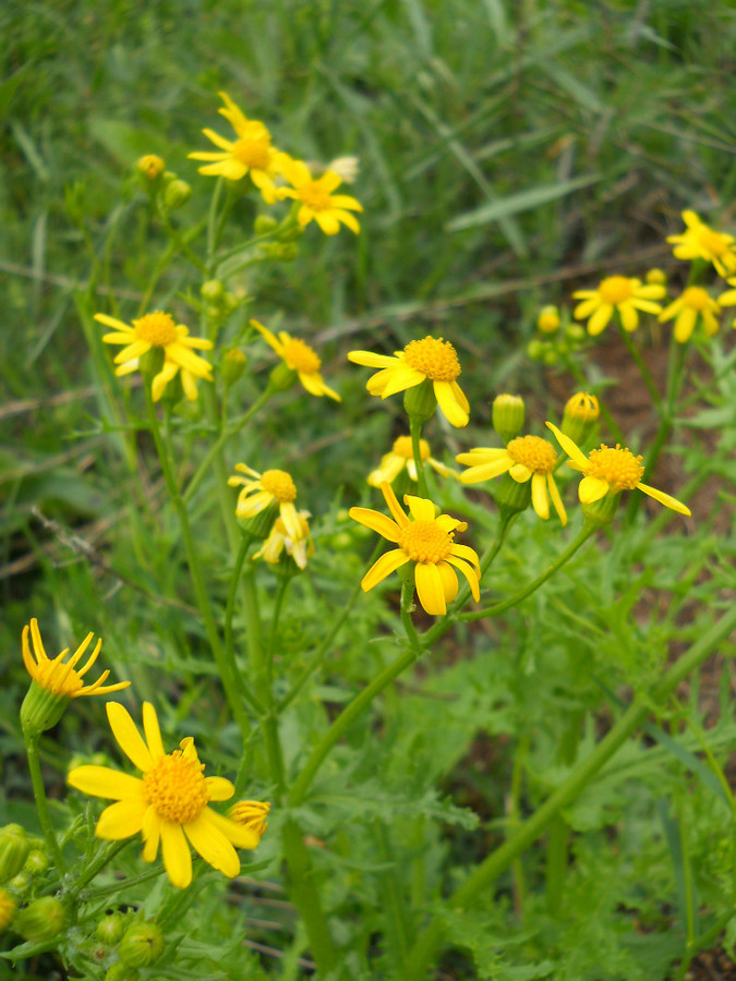 Изображение особи Senecio vernalis.