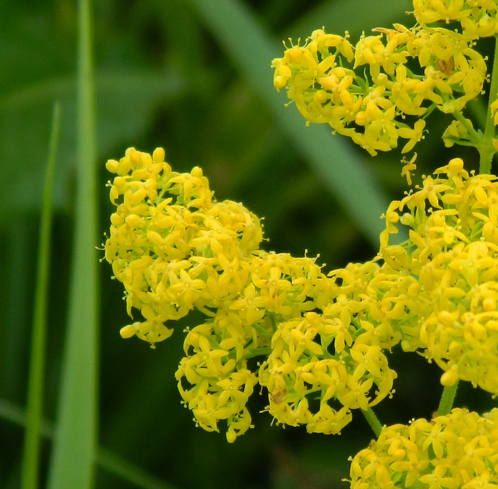 Изображение особи Galium verum.