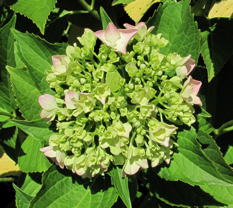 Изображение особи Hydrangea macrophylla.