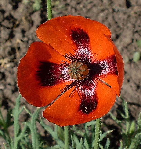 Image of Papaver stevenianum specimen.