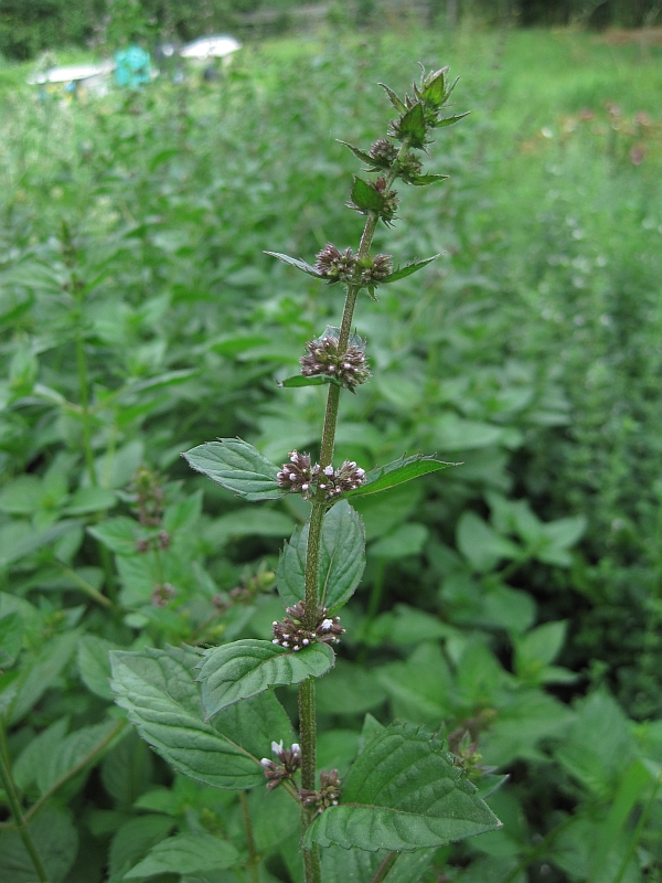 Image of Mentha &times; gracilis specimen.