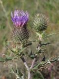 Cirsium laniflorum