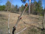 Fraxinus pennsylvanica