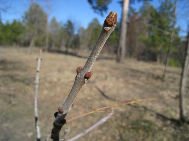 Image of Fraxinus pennsylvanica specimen.