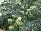 Castanea sativa. Часть кроны плодоносящего дерева. Украина, Киев, Национальный ботанический сад. 21.09.2010.