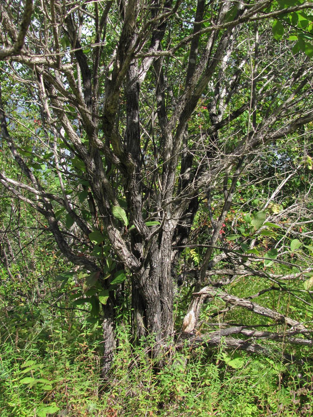 Image of Lonicera xylosteum specimen.