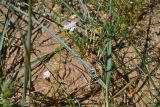 Dianthus platyodon. Цветущее растение. Крым, Керченский п-ов, Караларская степь. 03.08.2012.