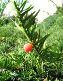 Taxus baccata. Побег с семенем, окружённым сочным присемянником-ариллусом. Австрия, Вена, площадь Марии Терезии, живая изгородь. 10.09.2012.