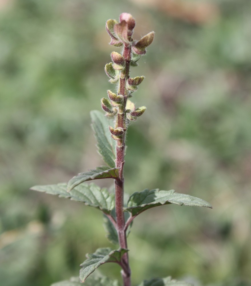 Image of Scutellaria supina specimen.