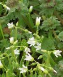 Holosteum umbellatum