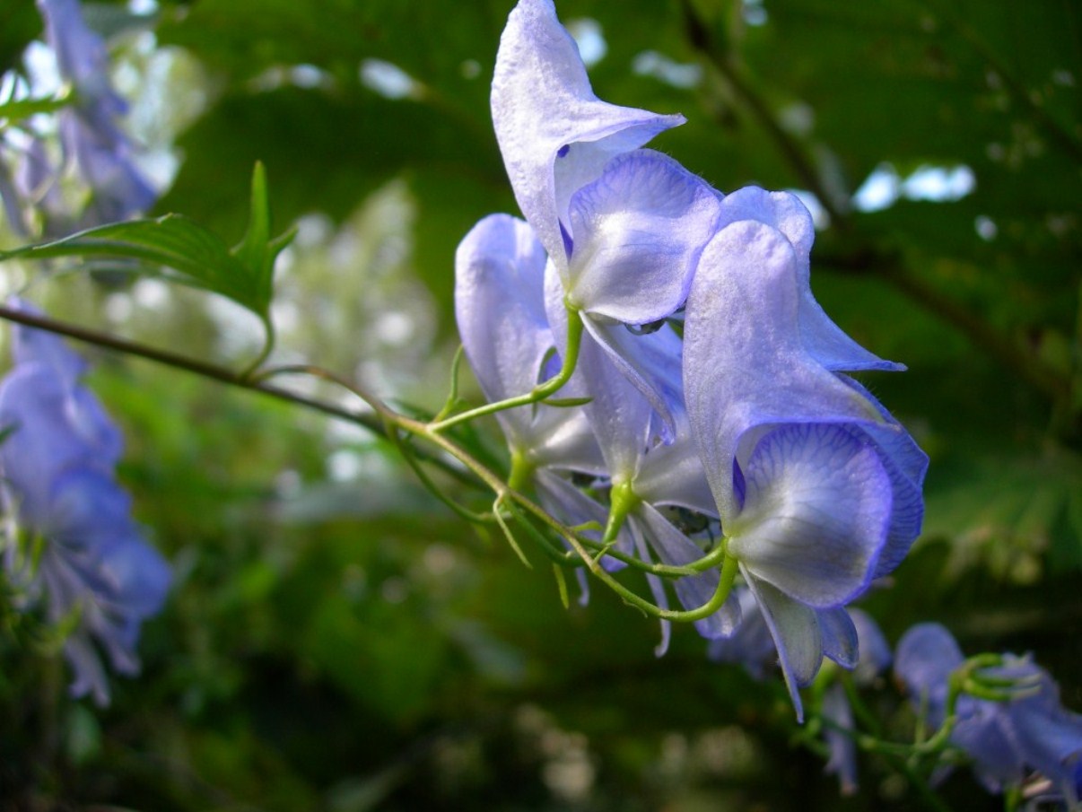 Изображение особи Aconitum fischeri.