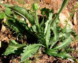 Crepis albida