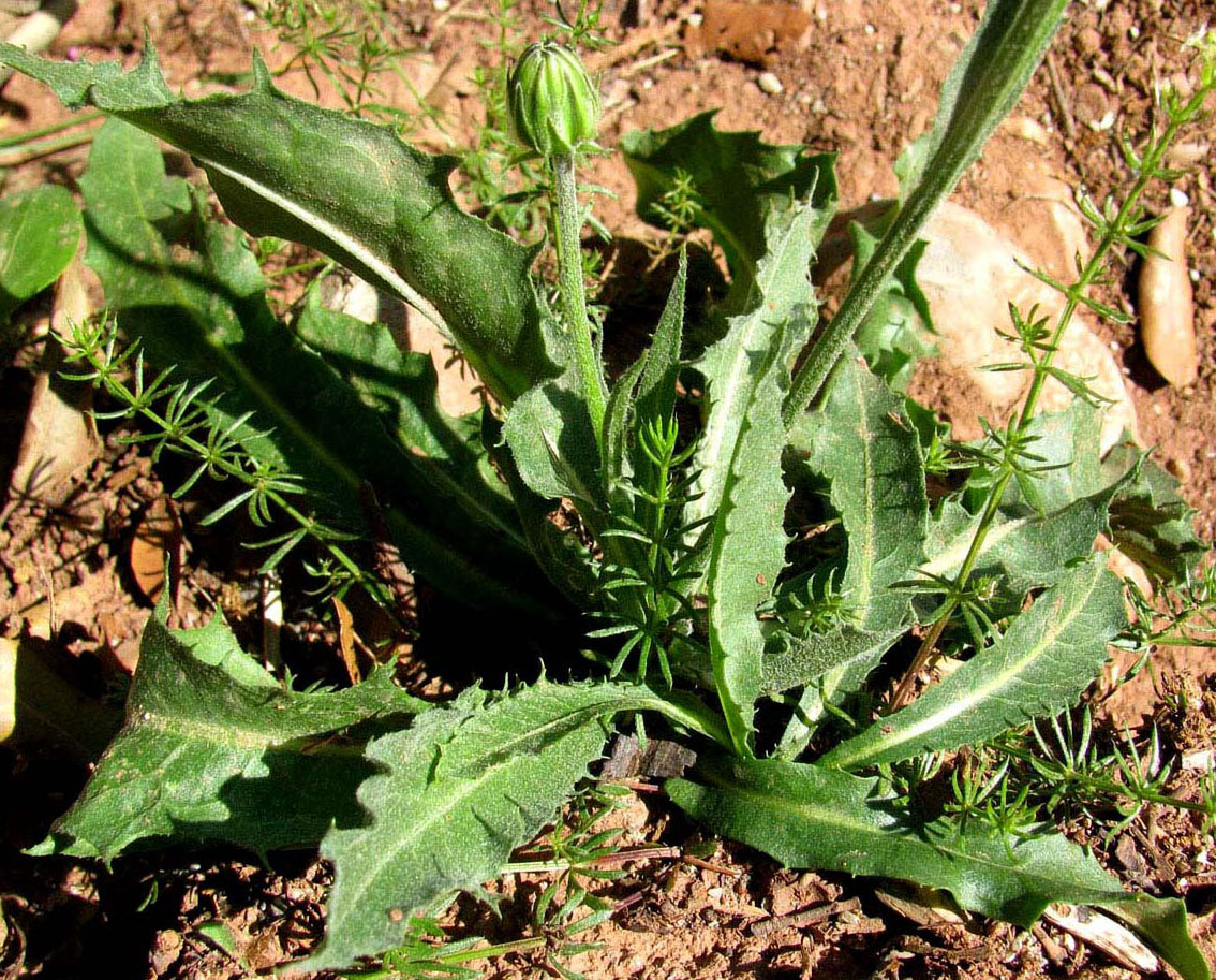 Image of Crepis albida specimen.