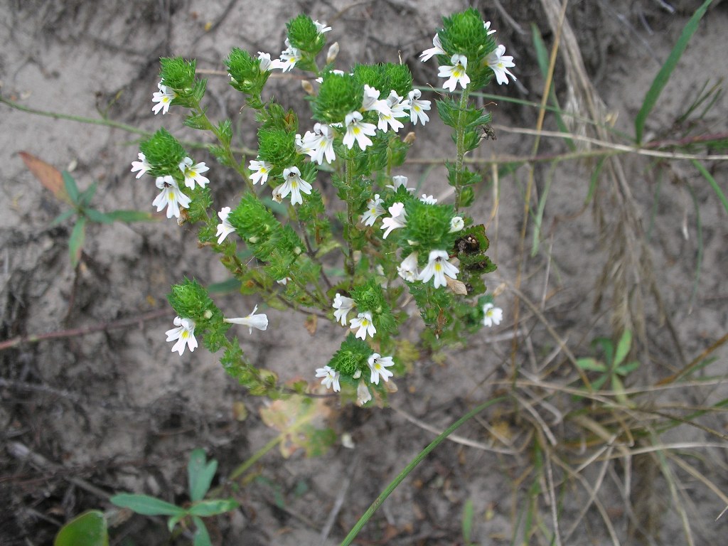 Image of genus Euphrasia specimen.