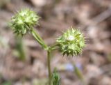 Valerianella coronata. Плоды. Israel, Upper Galilee. Апрельl 2008 г.