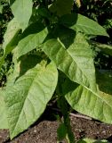 Nicotiana tabacum