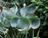 Hosta sieboldiana