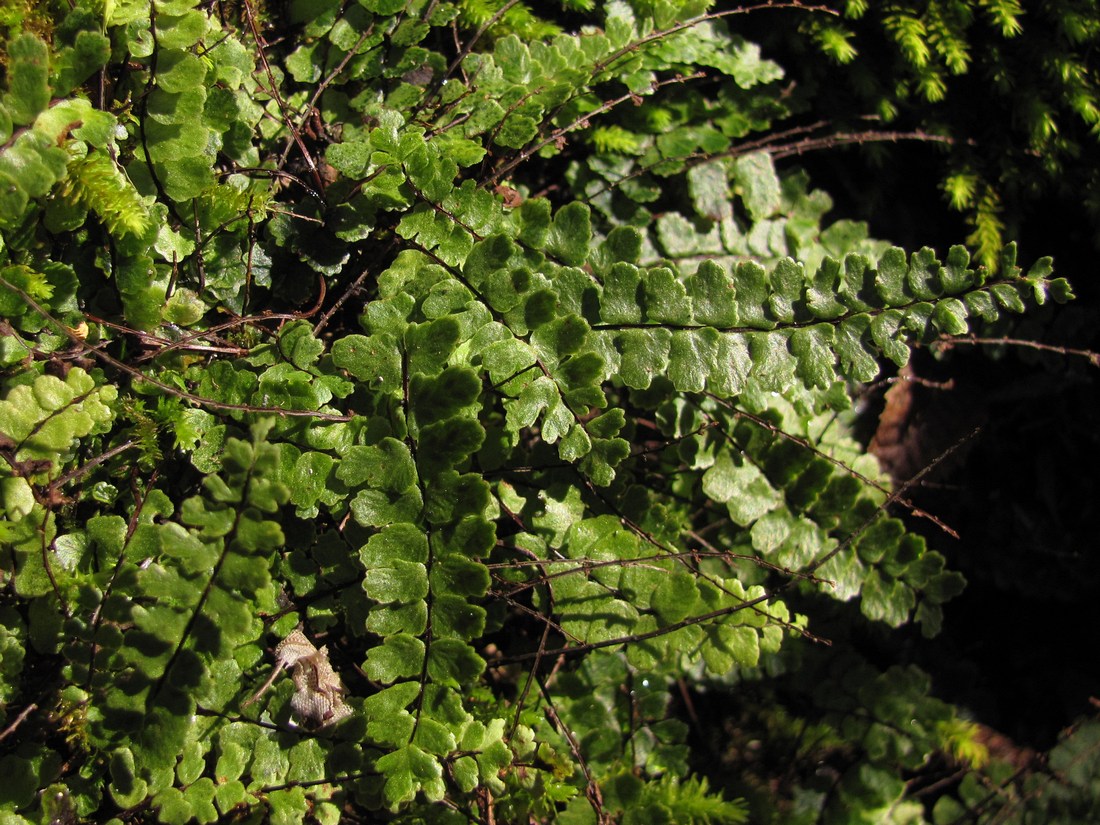 Изображение особи Asplenium trichomanes ssp. inexpectans.