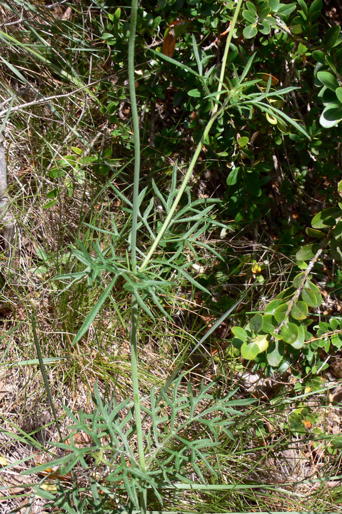 Image of Scabiosa columbaria specimen.