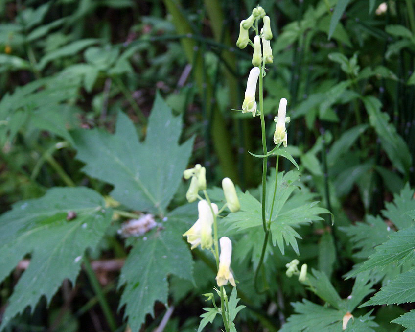 Изображение особи Aconitum umbrosum.