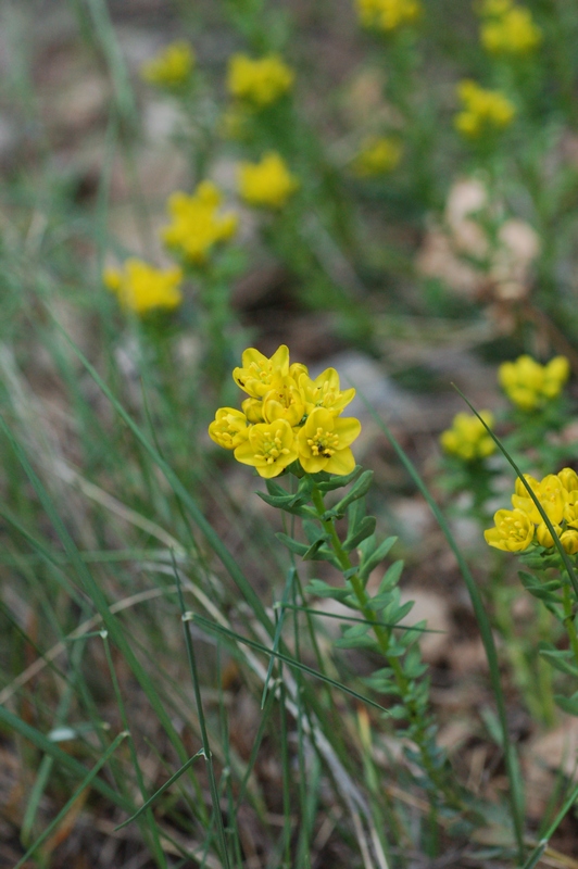 Image of Haplophyllum suaveolens specimen.