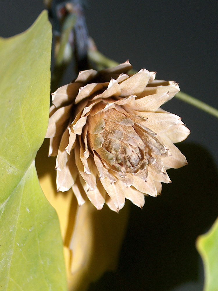 Image of Liriodendron tulipifera specimen.