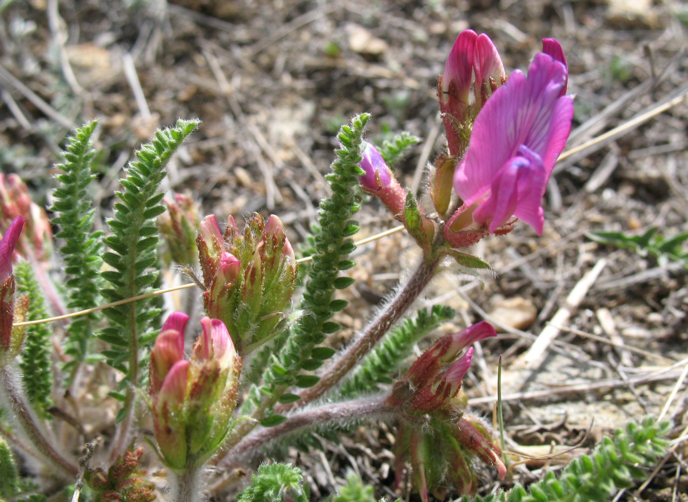 Изображение особи Oxytropis microphylla.