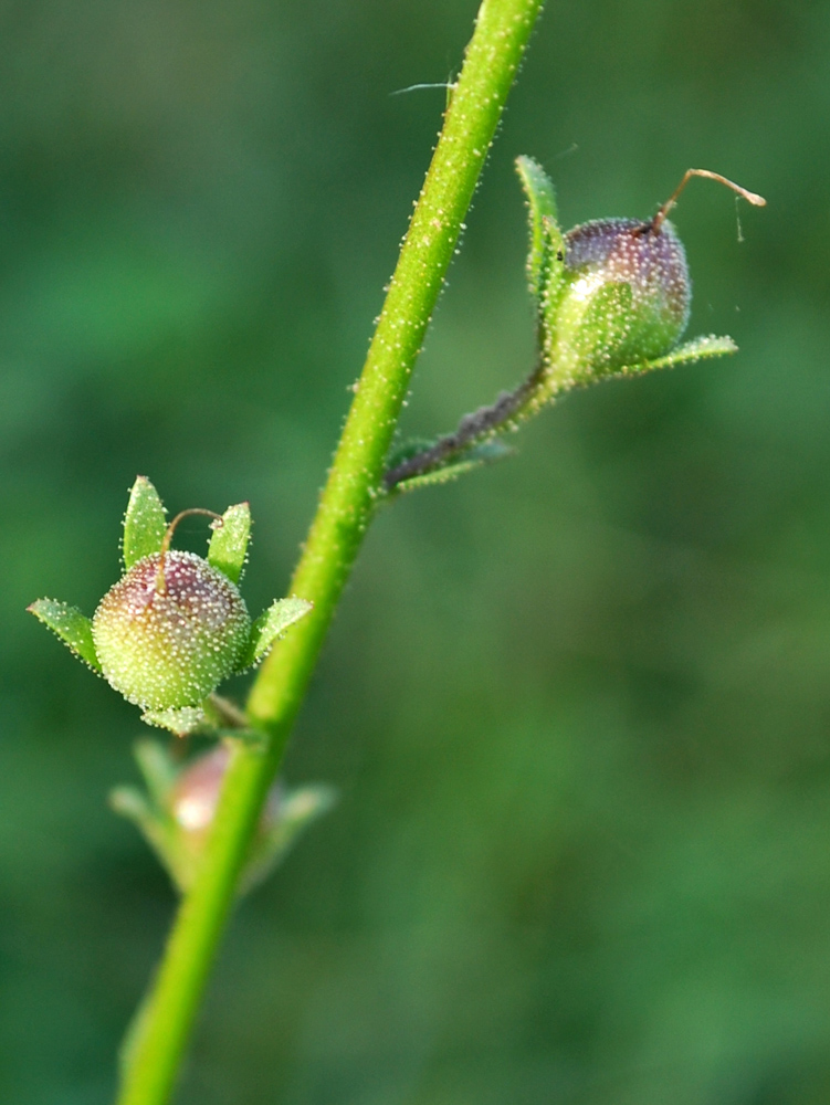 Изображение особи Verbascum blattaria.