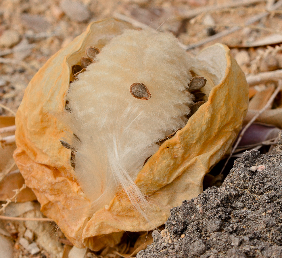 Image of Calotropis procera specimen.