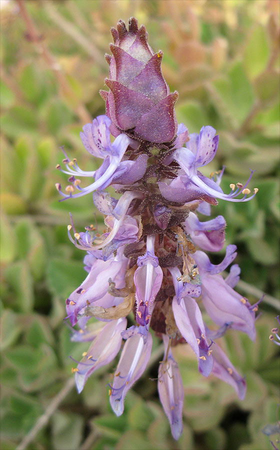 Image of Coleus neochilus specimen.